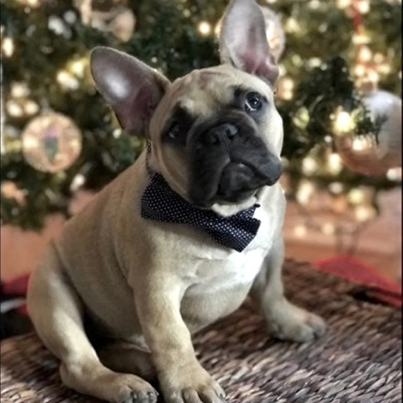 Pet Polka Dot Bow Tie Collar - Picture 5 of 9